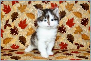 Male Siberian Kitten from Deedlebug Siberians